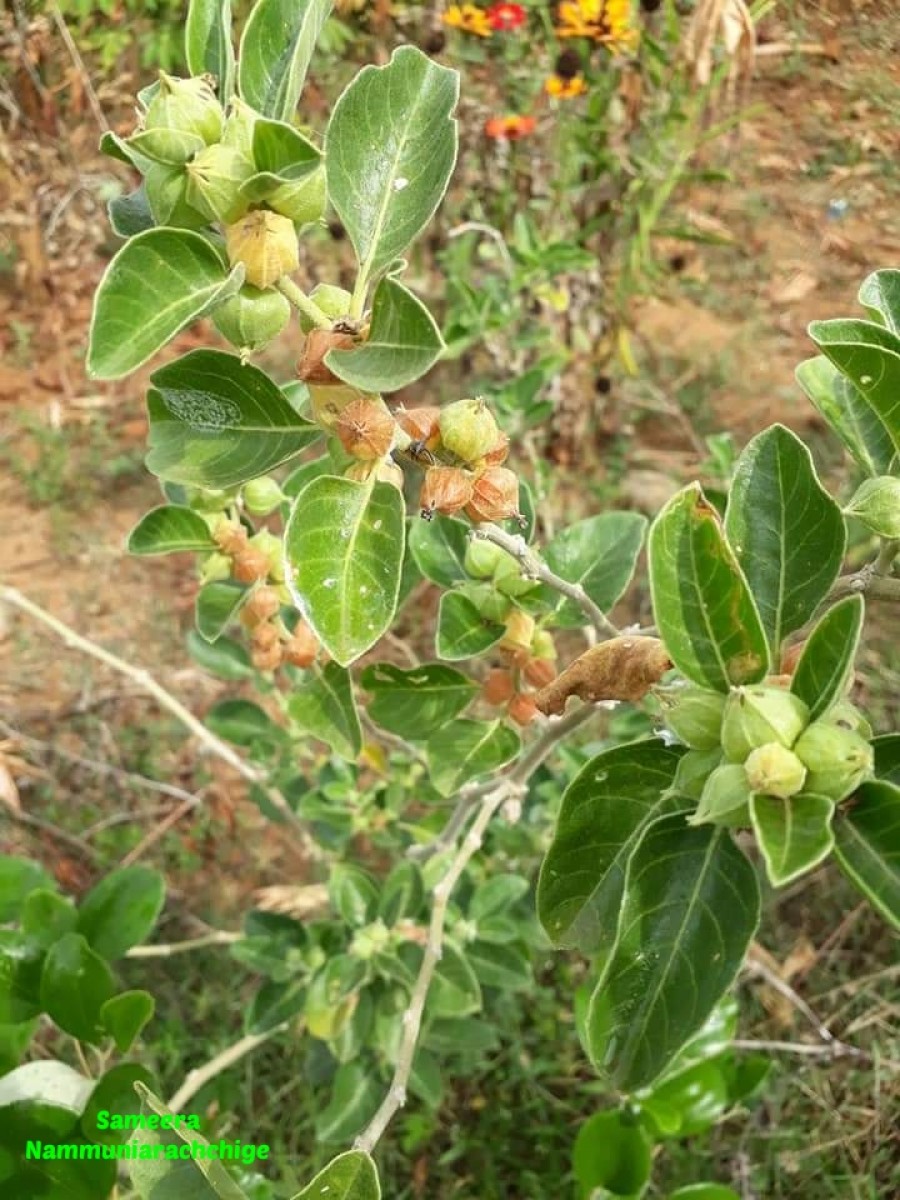 Withania somnifera (L.) Dunal